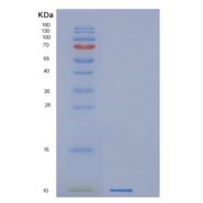 人GNG11重组蛋白