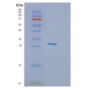 人颗粒酶K(GZMK)重组蛋白