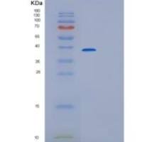 人谷氧还蛋白3(GLRX3)重组蛋白
