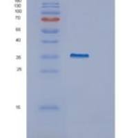 人GULP1重组蛋白