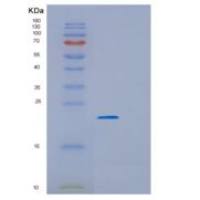 大肠杆菌(GrpE)重组蛋白