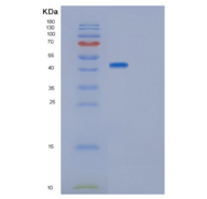 人GNAI2重组蛋白