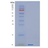 人GNG12重组蛋白