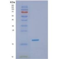 人GOLGA7重组蛋白