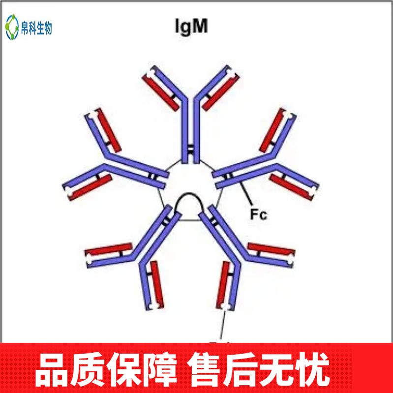 Anti-Human IgG3/IGHG3 Antibody (Clone#RM119)