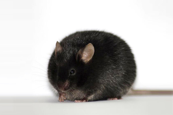 db / db小鼠