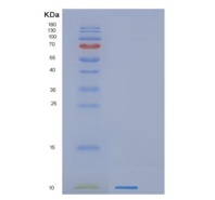 人GNG11重组蛋白