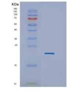 人GTSF1重组蛋白