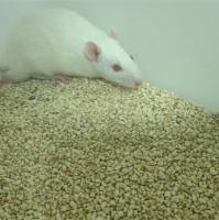 诱导的大鼠急性坏死性胰腺炎