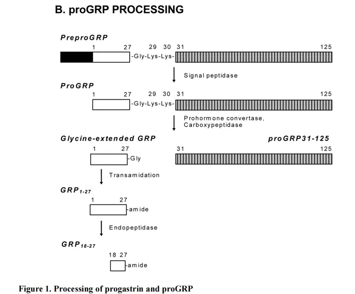 胃泌素释放肽前体，胃泌素释放肽抗原，ProGRP蛋白