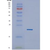 人GTSF1重组蛋白