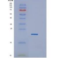 人GTSF1重组蛋白