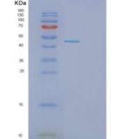 人GLOD4重组蛋白