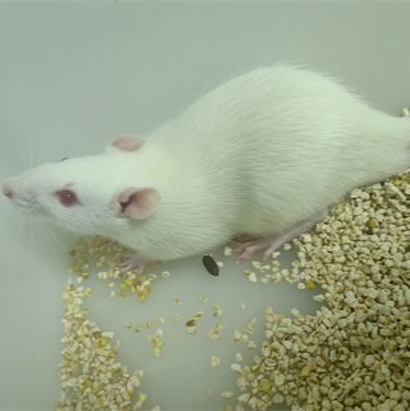 慢性阻塞性黄疸大鼠动物模型