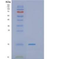 人GTLF3B重组蛋白