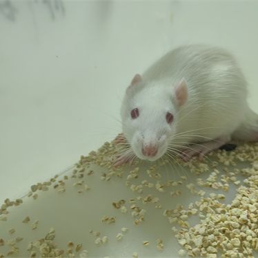 大鼠动物髓核细胞的原代培养