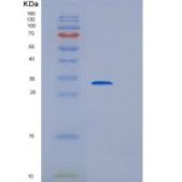 大肠杆菌（hchA）重组蛋白