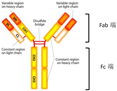 抗体药物作用机制——补体依赖的细胞毒性作用（CDC效应）