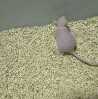 裸鼠成瘤动物模型