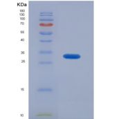 人磷脂酰肌醇蛋白聚糖4(GPC4)重组蛋白