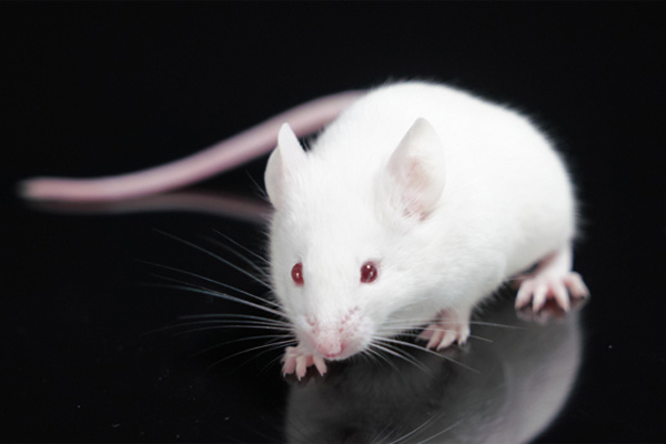 ICR小鼠
