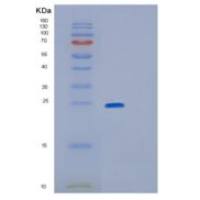 人GPX2(U40C)重组蛋白