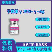 干扰素γ蛋白, IFN-γ-Ag ,干扰素γ抗原