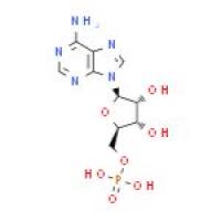 腺苷酸
