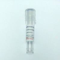 人类GAPDH基因RNA定量PCR引物(荧光染料法)