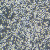 CT26小鼠结肠细胞)