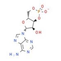 腺苷环磷酸酯