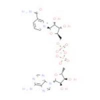 烟酰胺腺嘌呤双核苷酸(NAD)