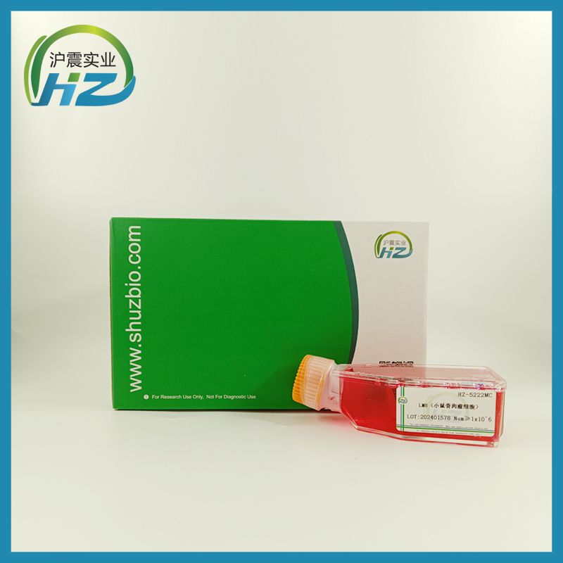 LM8 小鼠骨肉瘤细胞