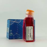 IEC-18;大鼠回肠细胞