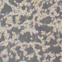 小鼠结肠癌细胞,CT26.WT CT26WT,细胞