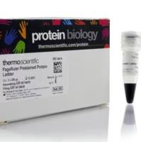 预染蛋白分子量标准，10 至 180 kDa