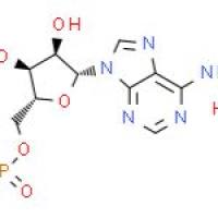 腺苷-5'-单磷酸一水合物