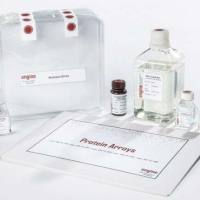 UniPEx engine 蛋白序列