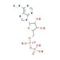 二磷酸腺苷