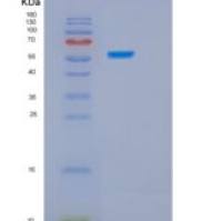 人HSPBAP1重组蛋白
