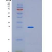 人细胞间粘附分子2(ICAM2)重组蛋白