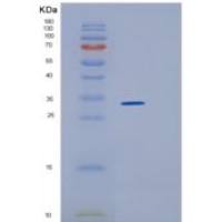 人HMOX2重组蛋白