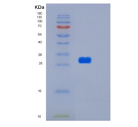 人HTATIP2重组蛋白