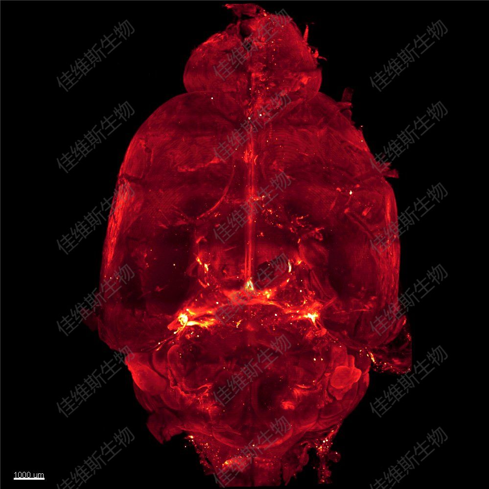 全脑c-Fos免疫荧光染色 小鼠全脑组织透明化三维成像