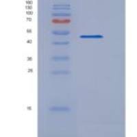 人IFNL2重组蛋白