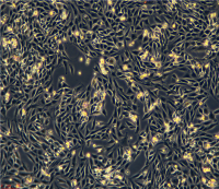 L6细胞 大鼠成肌细胞