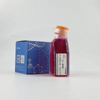 H22(小鼠肝癌细胞)