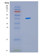 人IDH3G重组蛋白
