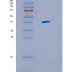 人IDH3G重组蛋白