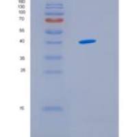 人IDH3G重组蛋白